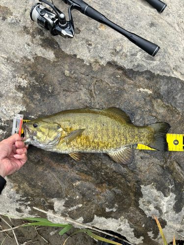 スモールマウスバスの釣果