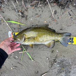 スモールマウスバス