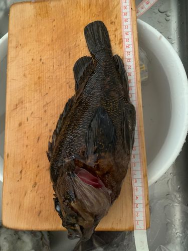 オウゴンムラソイの釣果