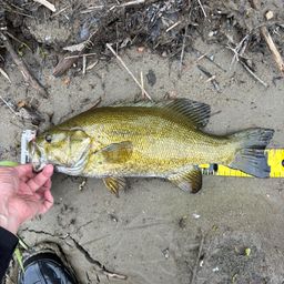 スモールマウスバス