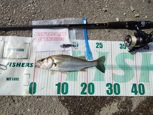シーバスの釣果