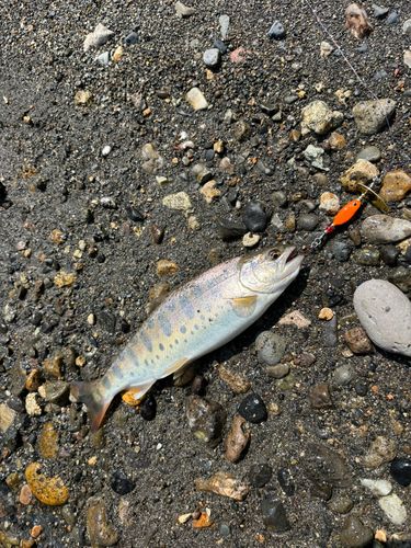 ヤマメの釣果