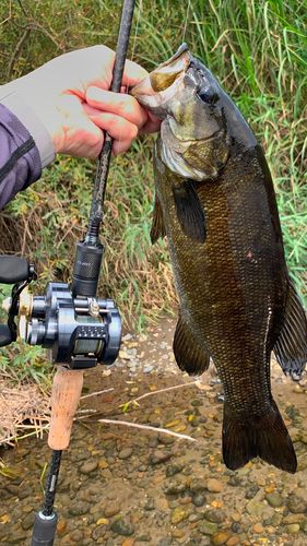 スモールマウスバスの釣果