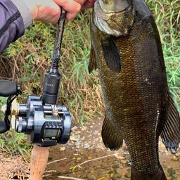 スモールマウスバス