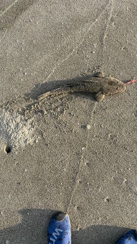 マゴチの釣果