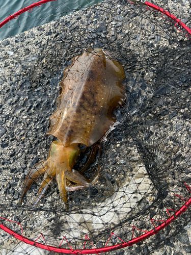 アオリイカの釣果
