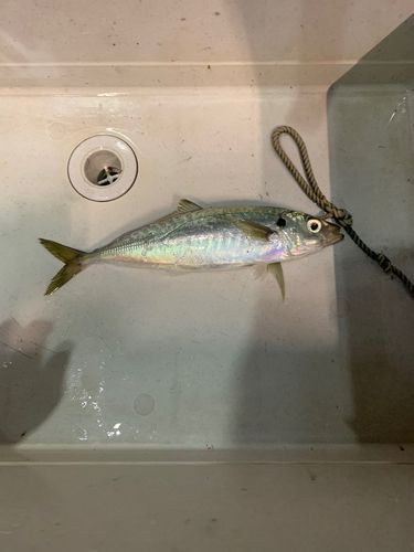 マルアジの釣果