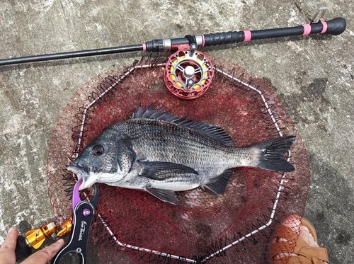 チヌの釣果