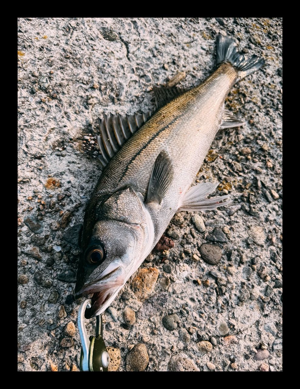 セイゴ（マルスズキ）