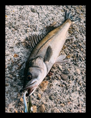 セイゴ（マルスズキ）