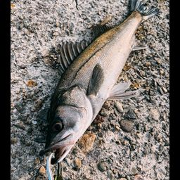 セイゴ（マルスズキ）