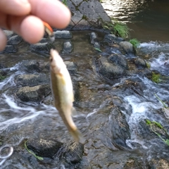 アブラハヤの釣果