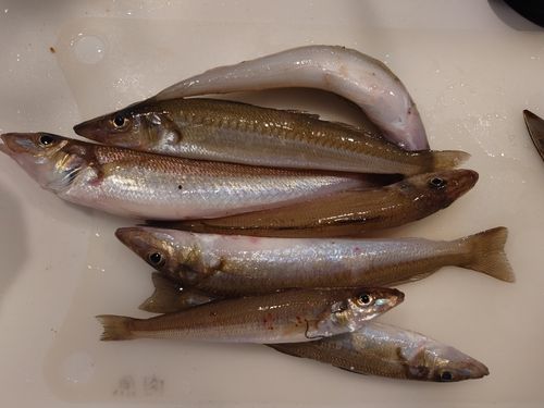 キスの釣果