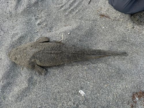 マゴチの釣果