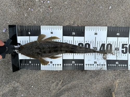 マゴチの釣果