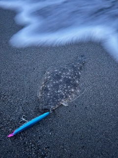 ヒラメの釣果