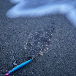 ヒラメ