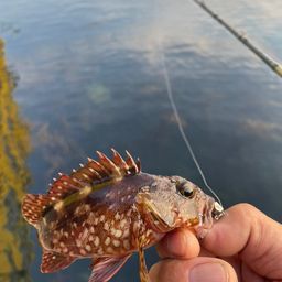 カサゴ