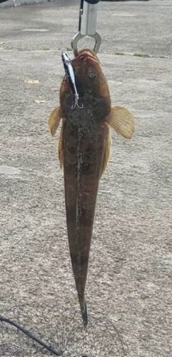 マゴチの釣果