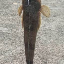 マゴチ