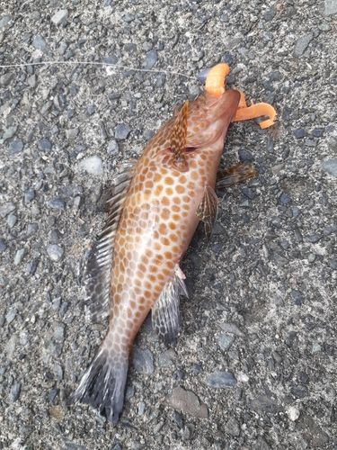 オオモンハタの釣果