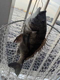 チヌの釣果