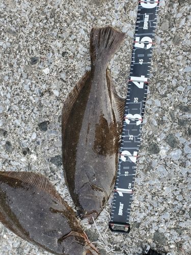 ヒラメの釣果