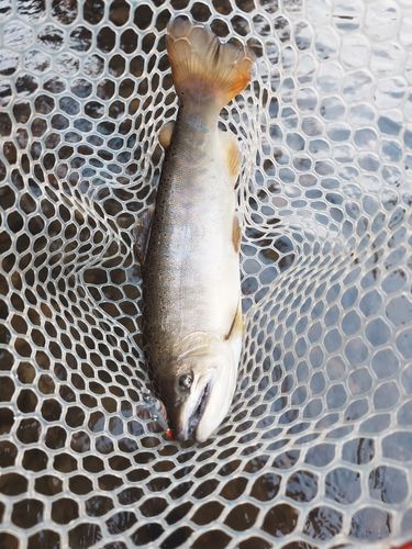 ヤマメの釣果