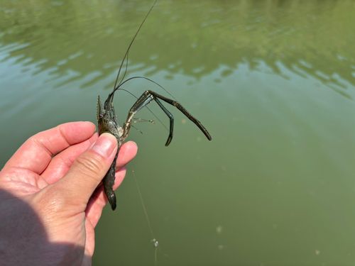 テナガエビの釣果