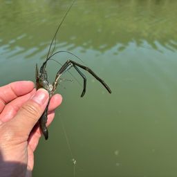 テナガエビ