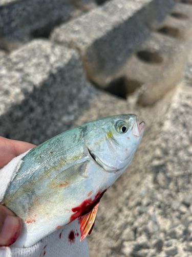 ヤズ