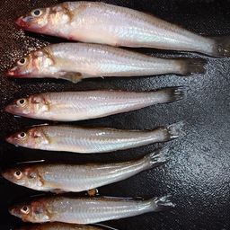 シロギス