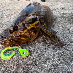 タケノコメバル