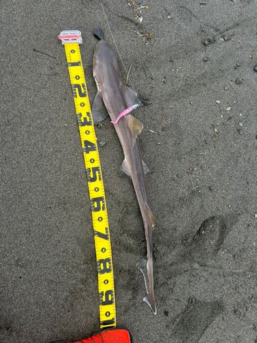 ドチザメの釣果