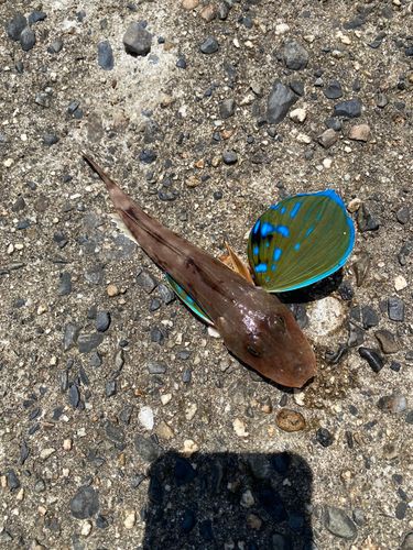 ホウボウの釣果