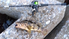 タケノコメバルの釣果