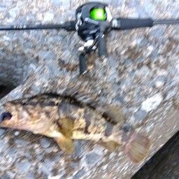 タケノコメバル