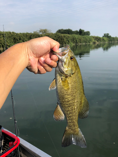 スモールマウスバスの釣果