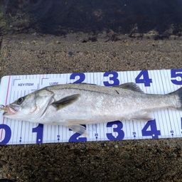 セイゴ（マルスズキ）