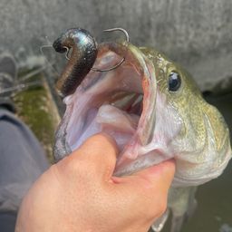 ブラックバス