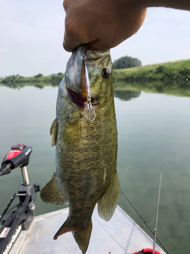 スモールマウスバスの釣果