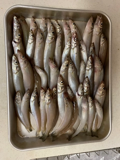 キスの釣果