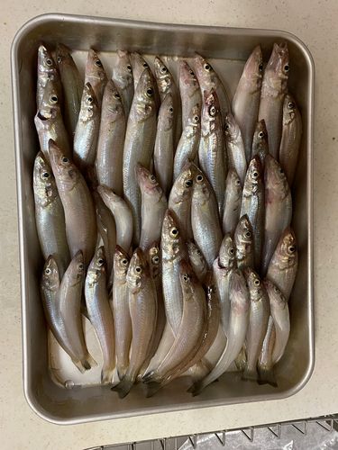 キスの釣果