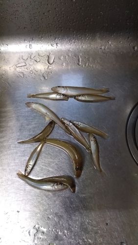 シロギスの釣果