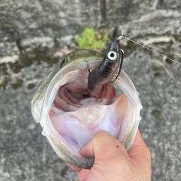 ブラックバス