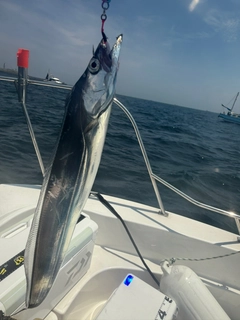 タチウオの釣果