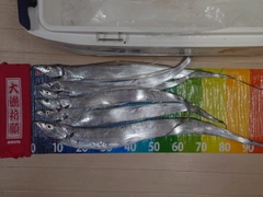 タチウオの釣果