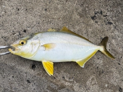 ショゴの釣果