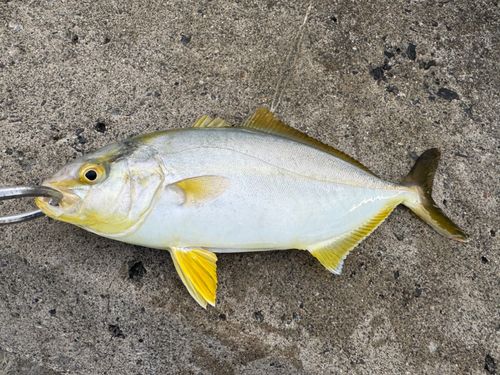 ショゴの釣果