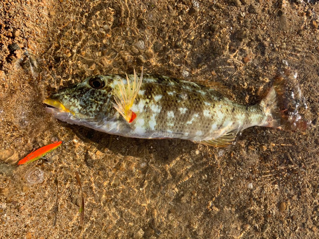 ムネアカクチビ